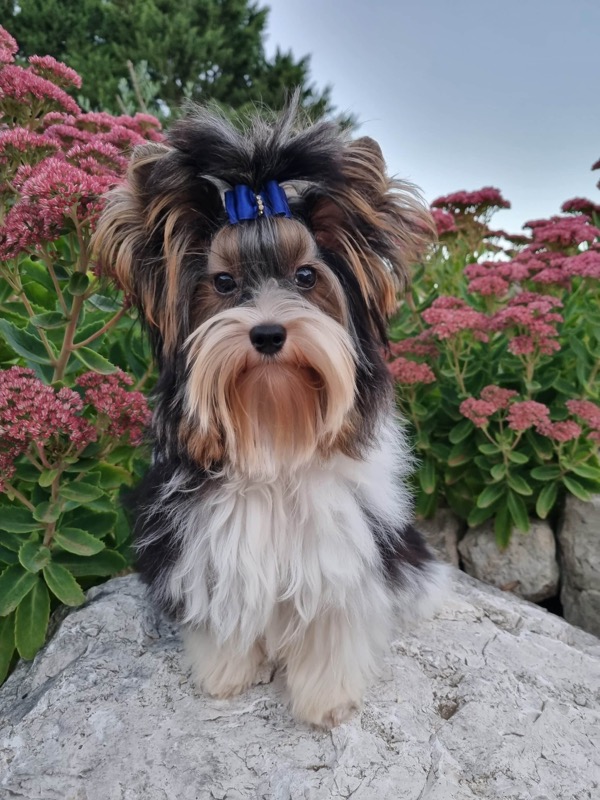 Nemo Klan Biewier Rott, mâle Biewer Yorkshire Terrier