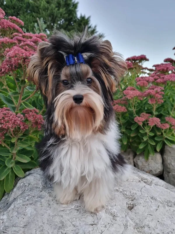 Nemo Klan Biewier Rott, mâle Biewer Yorkshire Terrier