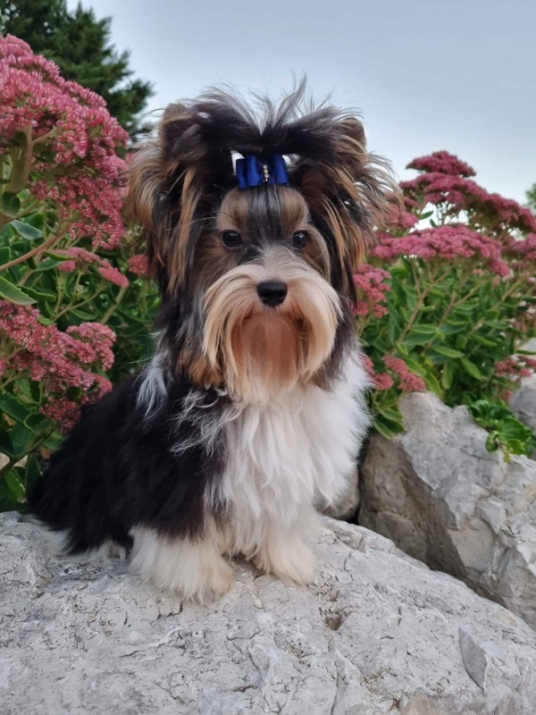 Nemo Klan Biewier Rott, mâle Biewer Yorkshire Terrier