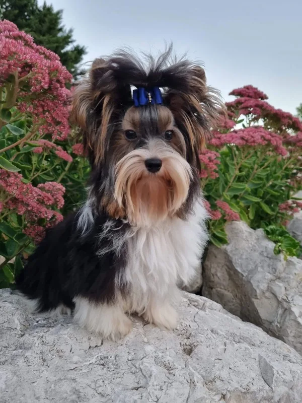 Nemo Klan Biewier Rott, mâle Biewer Yorkshire Terrier