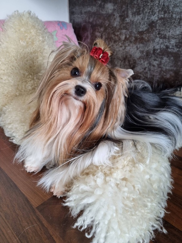 Romy, femelle Biewer Yorkshire Terrier