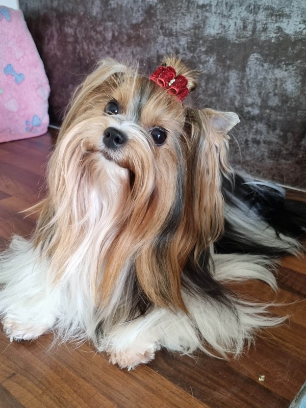 Romy, femelle Biewer Yorkshire Terrier