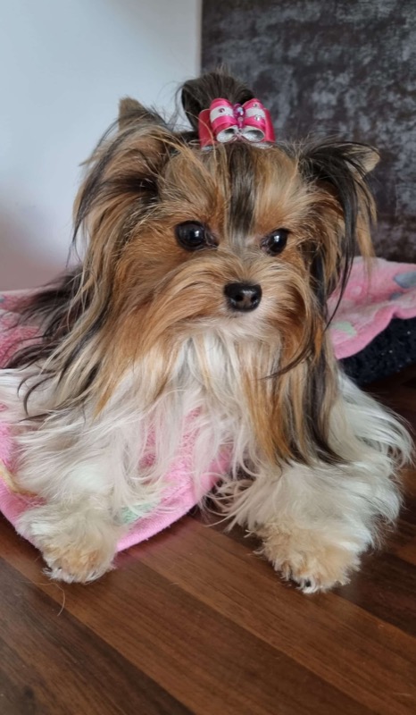 Sybelle, femelle Biewer Yorkshire Terrier