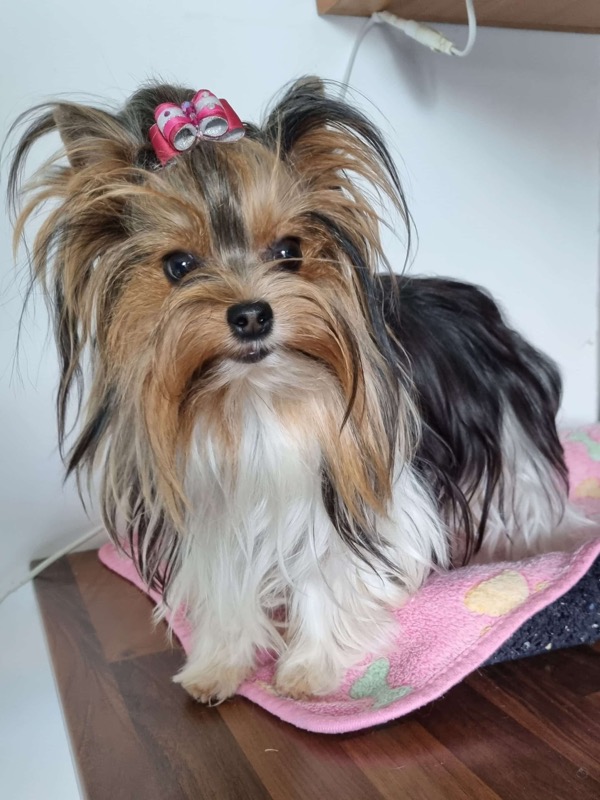 Sybelle, femelle Biewer Yorkshire Terrier