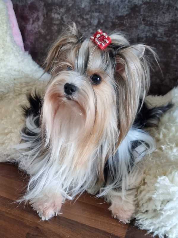 Praline Brylant Orzeski, femelle Biewer Yorkshire Terrier