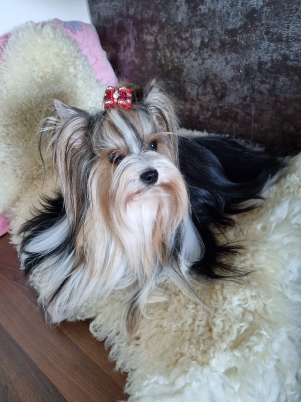 Praline Brylant Orzeski, femelle Biewer Yorkshire Terrier