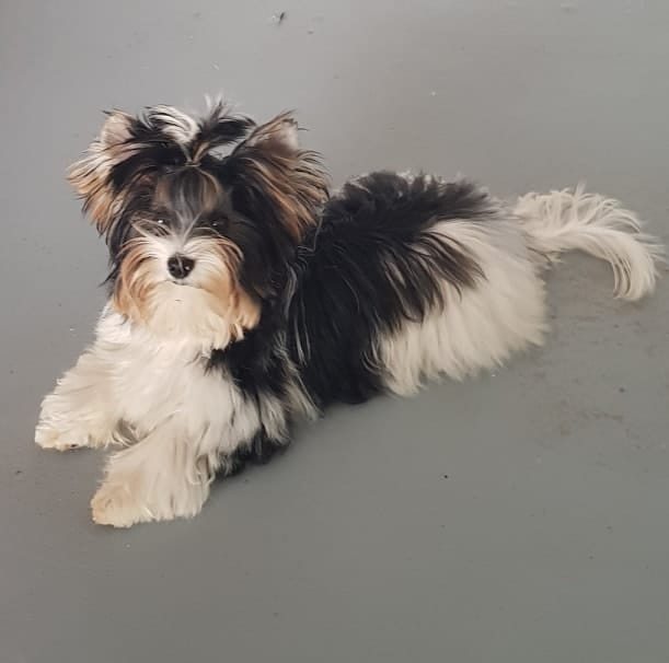 Silver Zolotaya Imperiya, mâle Biewer Yorkshire Terrier