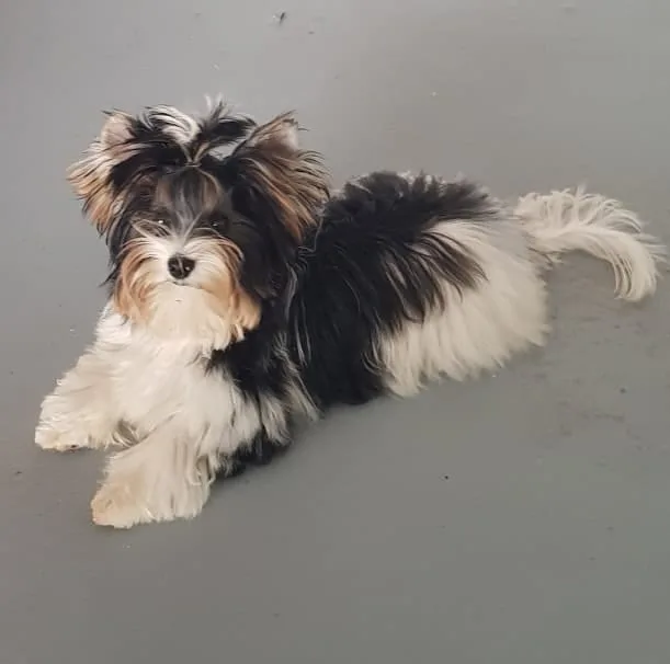 Silver Zolotaya Imperiya, mâle Biewer Yorkshire Terrier