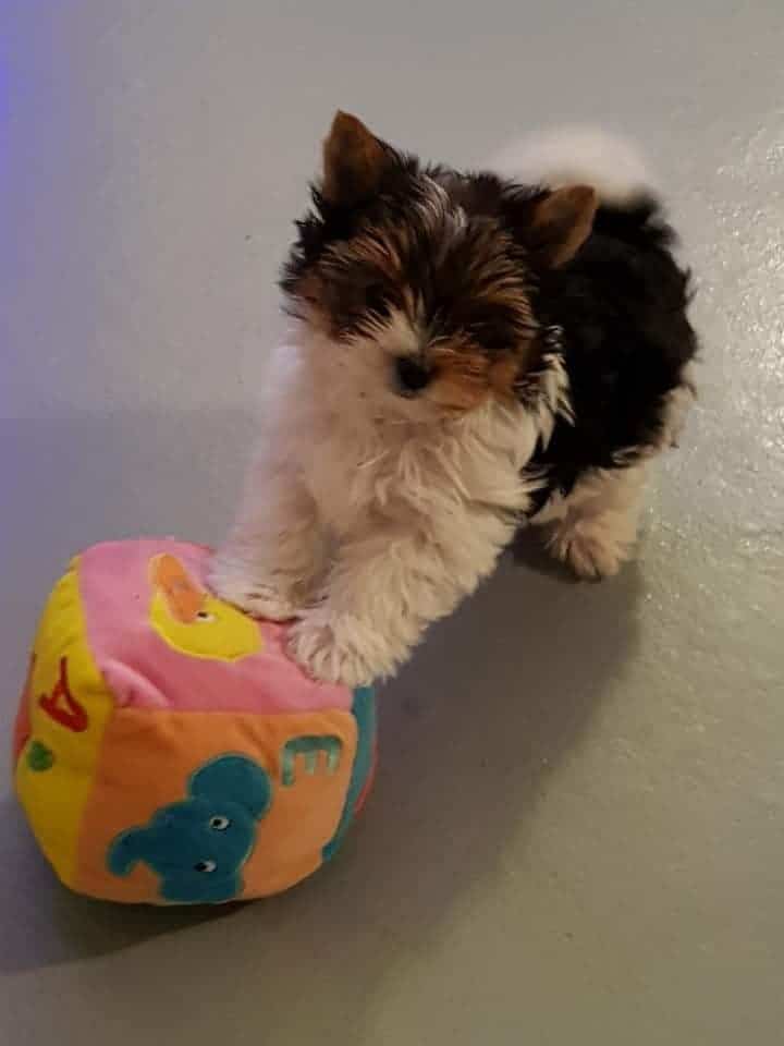 Biewer Yorkshire Terrier de notre élevage