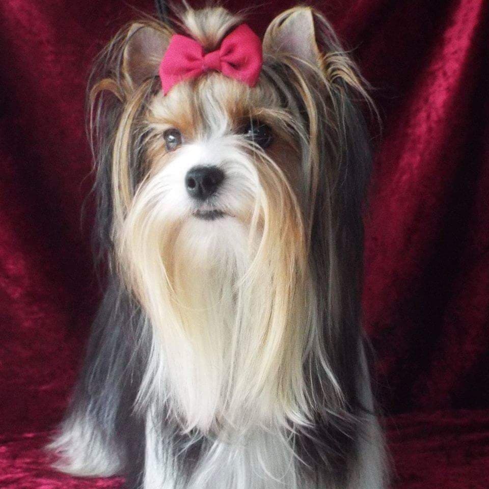 Rovena brilliantovie kroshki, femelle Biewer Yorkshire Terrier