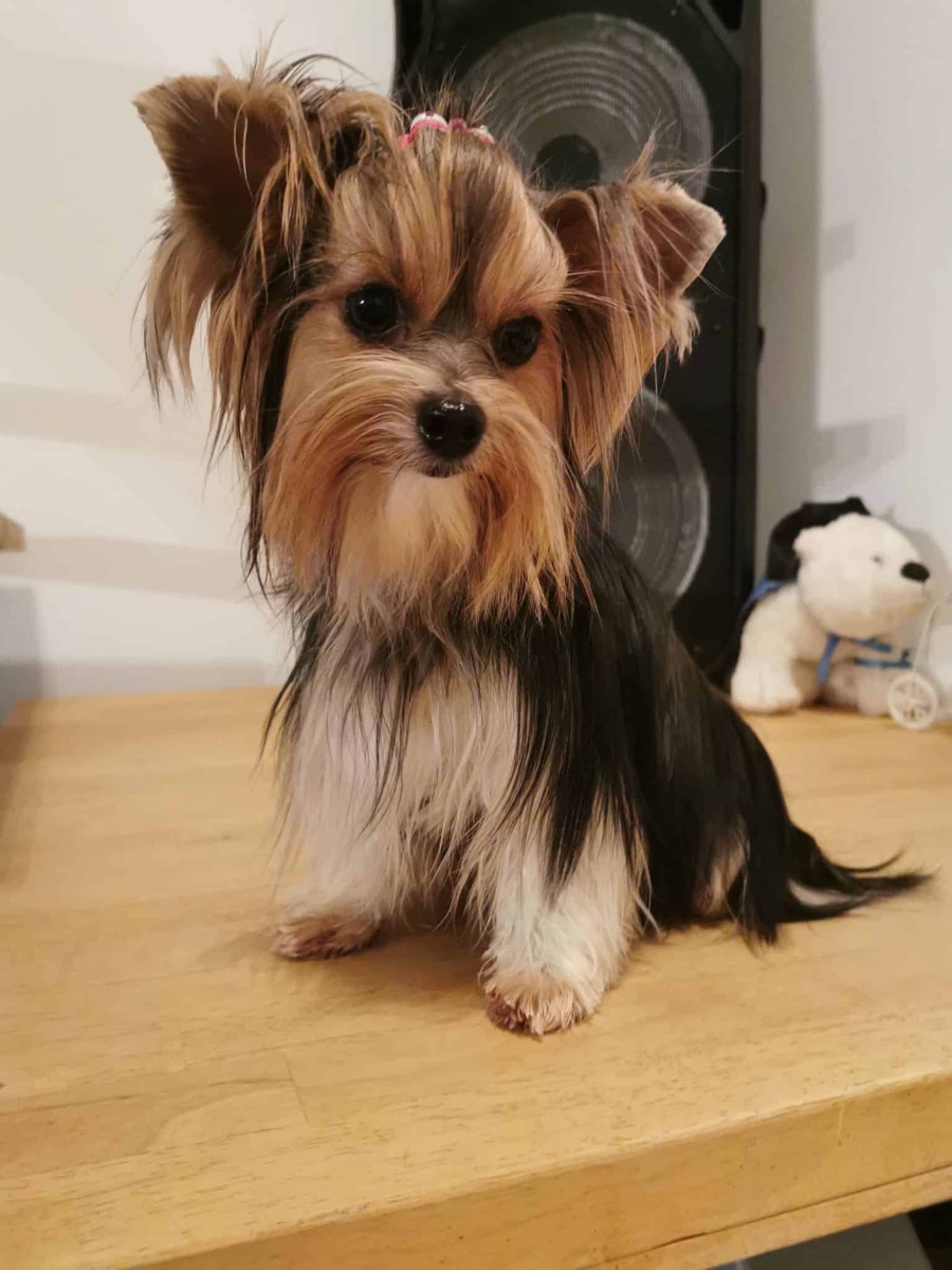 Ornella du Bois Perron, femelle Biewer Yorkshire Terrier