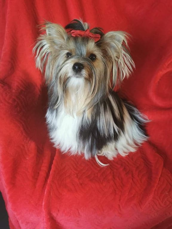 Rose, femelle Biewer Yorkshire Terrier