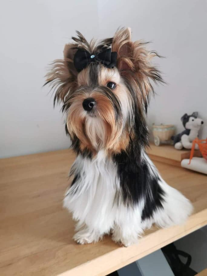 Rose, femelle Biewer Yorkshire Terrier
