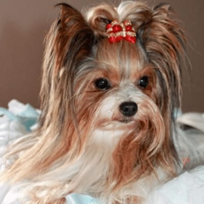 Biewer Yorkshire Terrier en extérieur