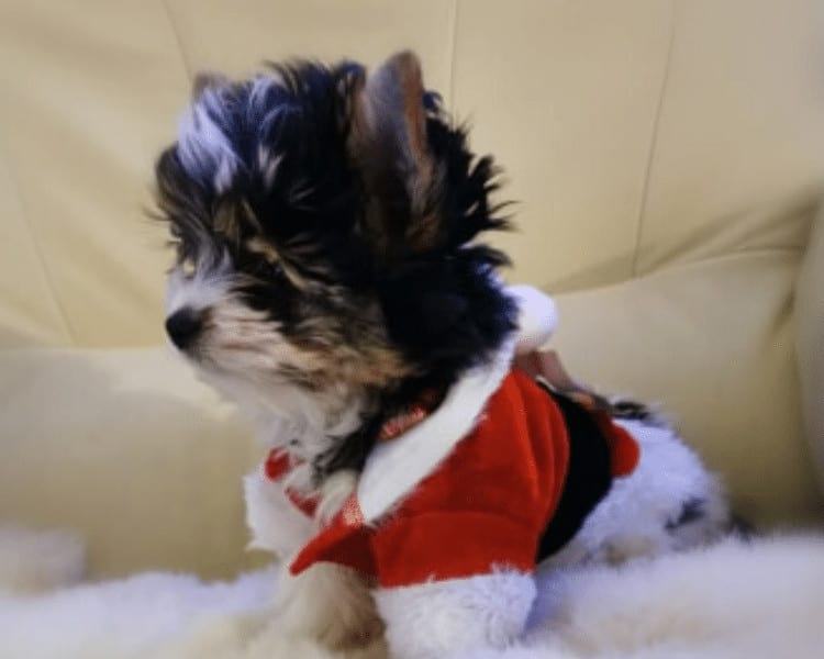 Biewer Yorkshire Terrier toiletté