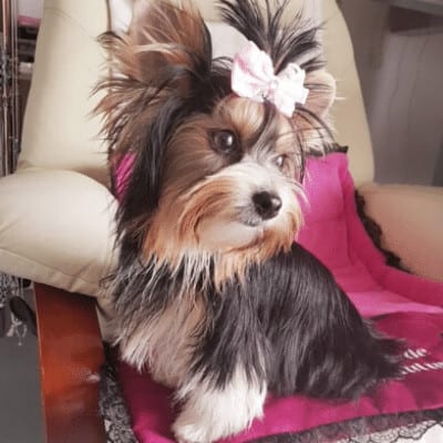 Biewer Yorkshire Terrier chiot