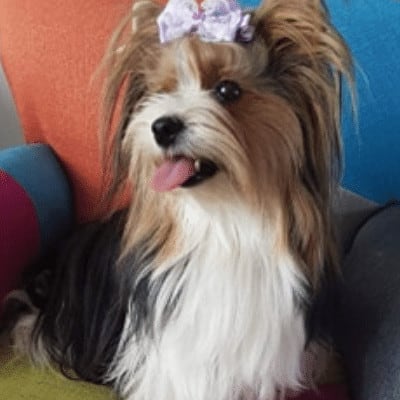 Biewer Yorkshire Terrier portrait