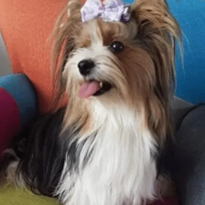 Biewer Yorkshire Terrier portrait