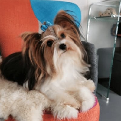 Ouper des Biewers du Bois Perron, mâle Biewer Yorkshire Terrier