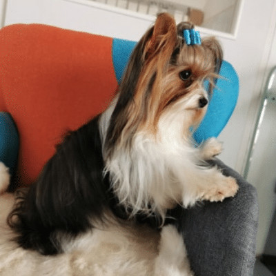 Ouper des Biewers du Bois Perron, mâle Biewer Yorkshire Terrier