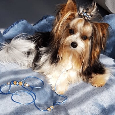 Nicolas Sheratan Bohemia, mâle Biewer Yorkshire Terrier