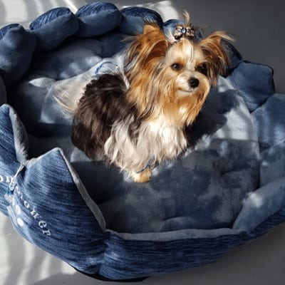 Nicolas Sheratan Bohemia, mâle Biewer Yorkshire Terrier