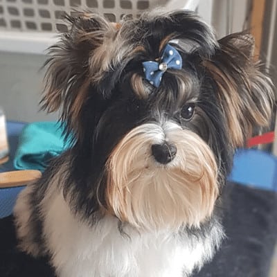 Silver Zolotaya Imperiya, mâle Biewer Yorkshire Terrier