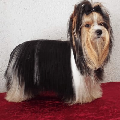 Rovena brilliantovie kroshki, femelle Biewer Yorkshire Terrier