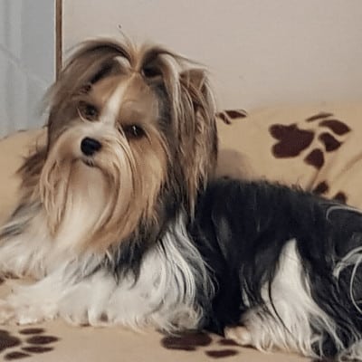 Unita Color Pet, femelle Biewer Yorkshire Terrier