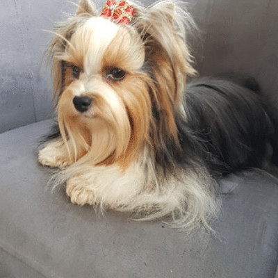 Unita Color Pet, femelle Biewer Yorkshire Terrier