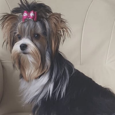 Océane du Bois Perron, femelle Biewer Yorkshire Terrier