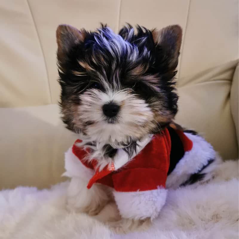 Biewer Yorkshire Terrier