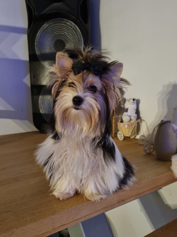 Starlette, femelle Biewer Yorkshire Terrier