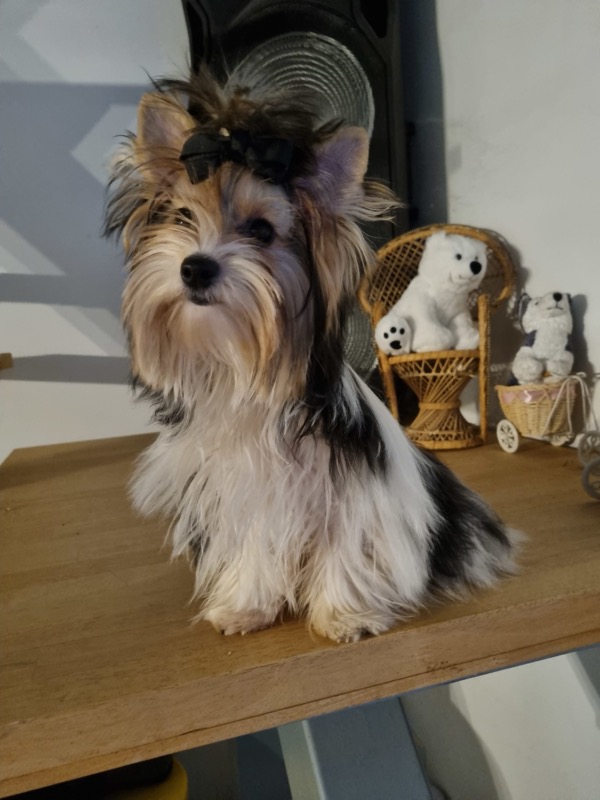 Starlette, femelle Biewer Yorkshire Terrier