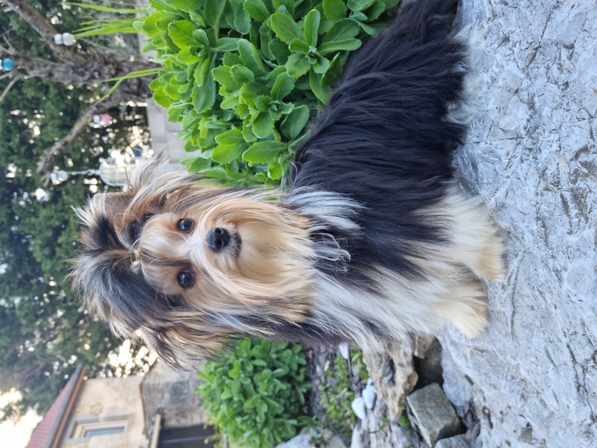 Tara, femelle Biewer Yorkshire Terrier