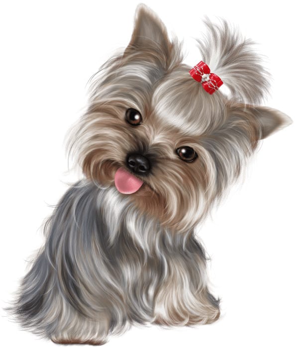 Chiot Biewer Yorkshire Terrier