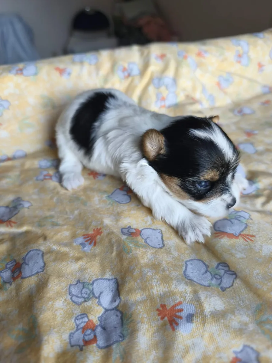 Chiot Biewer Yorkshire Terrier disponible, portée d'Amber et Victoire
