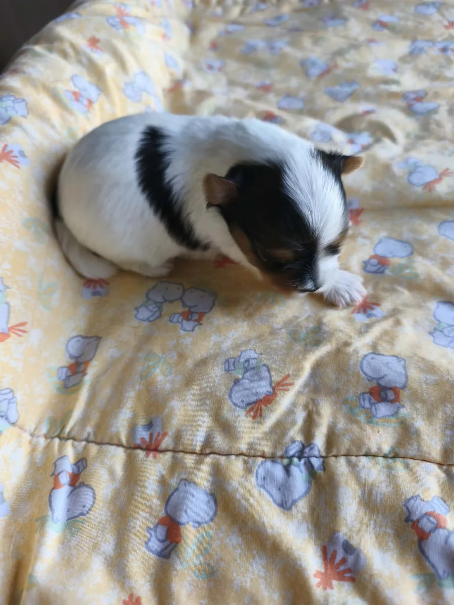 Chiot Biewer Yorkshire Terrier disponible à la réservation