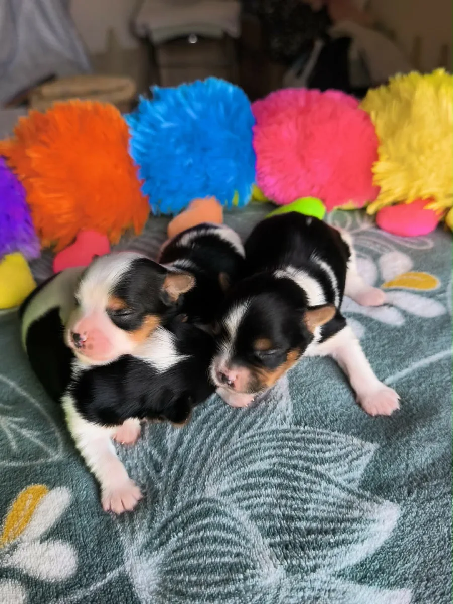 Chiots Biewer Yorkshire Terrier disponibles, portée de Tara et Nemo