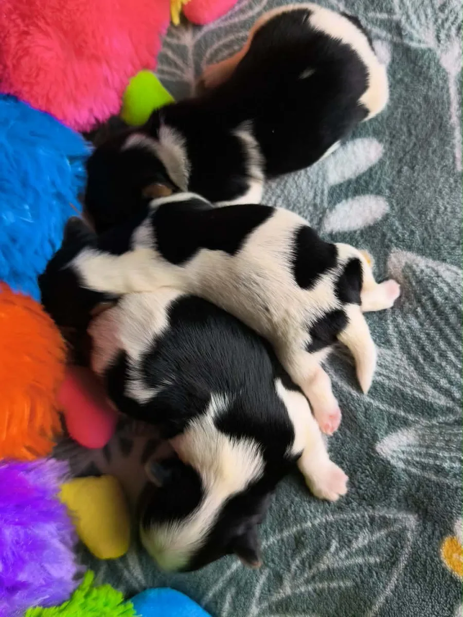 Chiots Biewer Yorkshire Terrier, portée de Tara et Nemo