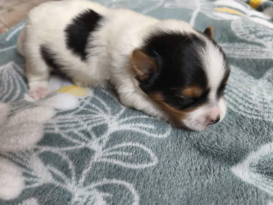 Chiot mâle Biewer Yorkshire Terrier disponible, portée de Viva la Vida et Amber