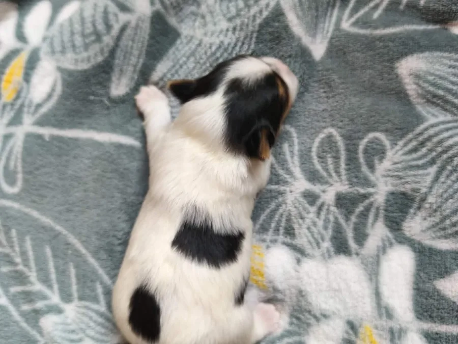 Chiot mâle Biewer Yorkshire Terrier, portée de Viva la Vida et Amber