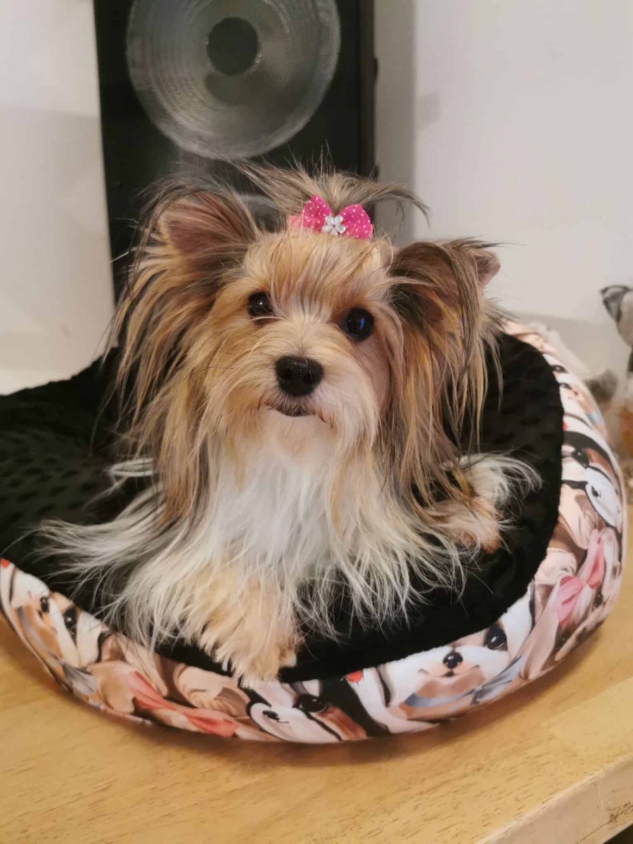 Oxana du Bois Perron, femelle Biewer Yorkshire Terrier