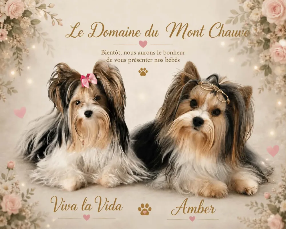 Annonce de la portée : Viva la Vida et Amber, chiot mâle Biewer Yorkshire Terrier LOF